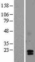 ls000056 acrv1 human over expression lysates nm 020113 wb testing 4