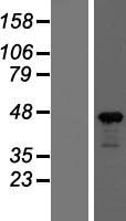 ls000060 beta actin actb human over expression lysates nm 001101 wb testing 1