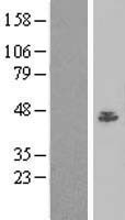 BAF53A (ACTL6A) Human Over-expression Lysates NM_178042
