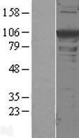 ls000087 alpha actinin actn1 human over expression lysates nm 001102 wb testing 1