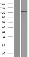 ls000088 actn2 human over expression lysates nm 001103 wb testing 1
