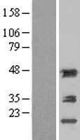 ls000095 aminoacylase 1 acy1 human over expression lysates nm 000666 wb testing 4