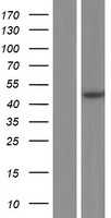 ls000095 aminoacylase 1 acy1 human over expression lysates nm 001198898 wb testing 3