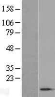ACYP1 Human Over-expression Lysates NM_001107