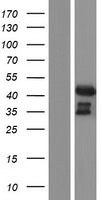 ls000100 ada human over expression lysates nm 000022 wb testing 1