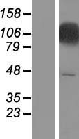 ls000103 adar1 adar human over expression lysates nm 001025107 wb testing 4
