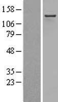 ls000103 adar1 adar human over expression lysates nm 001111 wb testing 1