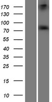 RED1 (ADARB1) Human Over-expression Lysates NM_001112