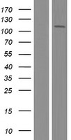 RED1 (ADARB1) Human Over-expression Lysates NM_001160230