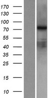 ls000105 red2 adarb2 human over expression lysates nm 018702 wb testing 1