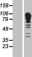 ls000118 alpha adducin add1 human over expression lysates nm 001119 wb testing 1