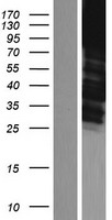 ls000118 alpha adducin add1 human over expression lysates nm 176801 wb testing 2