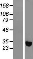ls000126 adh1c human over expression lysates nm 000669 wb testing 1