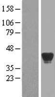 ls000131 adh7 human over expression lysates nm 000673 wb testing 2