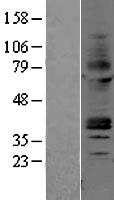 ls000135 adenosine receptor a2a adora2a human over expression lysates nm 000675 wb testing 1