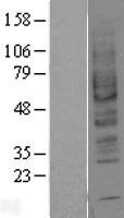 ls000136 adenosine a2b receptor adora2b human over expression lysates nm 000676 wb testing 1