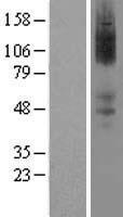 ls000150 alpha 2a adrenergic receptor adra2a human over expression lysates nm 000681 wb testing 1