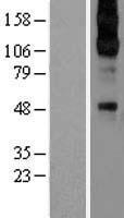 ls000152 alpha 2c adrenergic receptor adra2c human over expression lysates nm 000683 wb testing 1