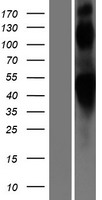 ls000154 beta 2 adrenergic receptor adrb2 human over expression lysates nm 000024 wb testing 1