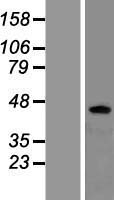 ls000155 beta 3 adrenergic receptor adrb3 human over expression lysates nm 000025 wb testing 1