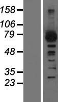 GRK2 Human Over-expression Lysates NM_001619