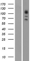 GRK3 Human Over-expression Lysates NM_005160