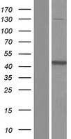 ls000158 adenylosuccinate lyase adsl human over expression lysates nm 001123378 wb testing 2