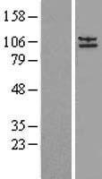 ls000161 alpha adaptin ap2a2 human over expression lysates nm 012305 wb testing 1