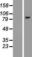 ls000164 gamma adaptin ap1g1 human over expression lysates nm 001128 wb testing 2