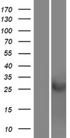 CRISP1 Human Over-expression Lysates NM_001131