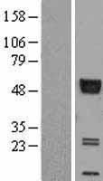 ls000177 rage ager human over expression lysates nm 001136 wb testing 1