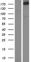 ls000178 agl human over expression lysates nm 000642 wb testing 1