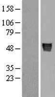 ls000183 angiotensinogen agt human over expression lysates nm 000029 wb testing 1