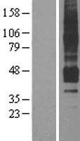 ls000187 apj receptor aplnr human over expression lysates nm 005161 wb testing 1