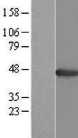 ls000189 agxt human over expression lysates nm 000030 wb testing 1