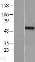 ls000190 nr0b1 human over expression lysates nm 000475 wb testing 1