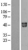 ls000197 fetuin a ahsg human over expression lysates nm 001622 wb testing 1