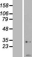 ls000204 ak2 human over expression lysates nm 001625 wb testing 1