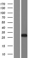 ls000204 ak2 human over expression lysates nm 013411 wb testing 2