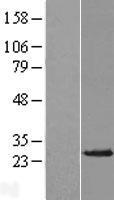 ls000205 ak3l1 ak4 human over expression lysates nm 001005353 wb testing 1