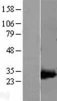 ls000205 ak3l1 ak4 human over expression lysates nm 013410 wb testing 2