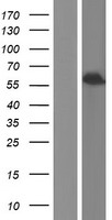 ls000220 aldh1a3 human over expression lysates nm 000693 wb testing 1