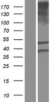 ls000221 aldh3b1 human over expression lysates nm 001030010 wb testing 1