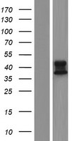 ls000222 aldh3b2 human over expression lysates nm 001031615 wb testing 2