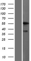 ls000223 aldh9a1 human over expression lysates nm 000696 wb testing 1