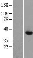 ls000226 aldolase aldoa human over expression lysates nm 184043 wb testing 3
