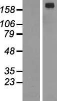 ls000238 alk human over expression lysates nm 004304 wb testing 1