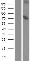 ls000247 15 lipoxygenase 2 alox15b human over expression lysates nm 001039131 wb testing 3