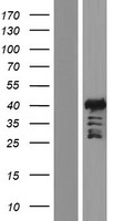 ls000257 alx3 human over expression lysates nm 006492 wb testing 1