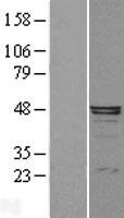 Alpha 1 microglobulin (AMBP) Human Over-expression Lysates NM_001633